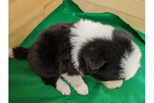 成約済の愛知県のボーダーコリー-88906の2枚目