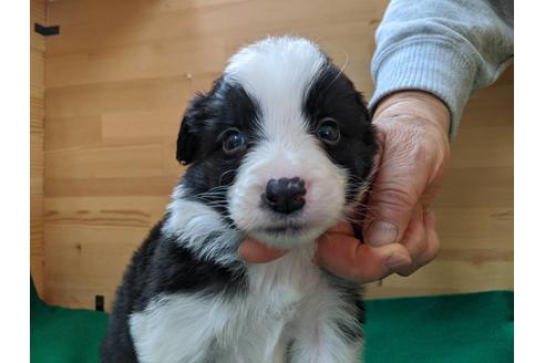 成約済の愛知県のボーダーコリー-88910の1枚目