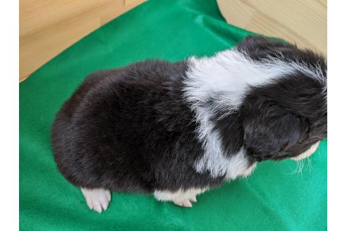 成約済の愛知県のボーダーコリー-88910の2枚目