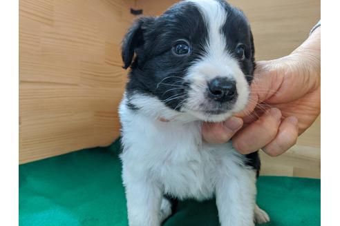 成約済の愛知県のボーダーコリー-88911の1枚目