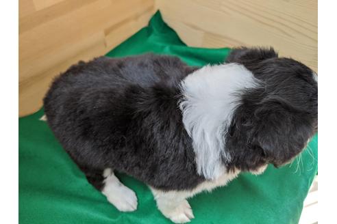 成約済の愛知県のボーダーコリー-88911の2枚目