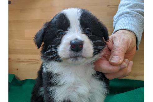 成約済の愛知県のボーダーコリー-88912の1枚目