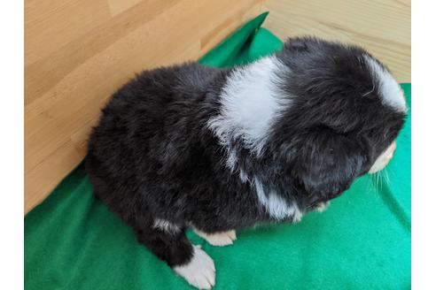 成約済の愛知県のボーダーコリー-88912の2枚目