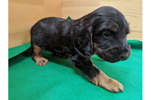 成約済の愛知県のイングリッシュコッカースパニエル-88914の2枚目