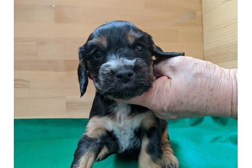 成約済の愛知県のイングリッシュコッカースパニエル-88916の1枚目