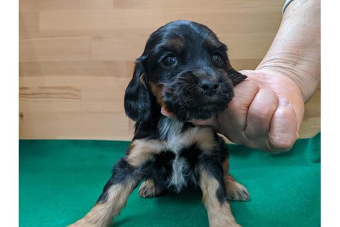 成約済の愛知県のイングリッシュコッカースパニエル-88918