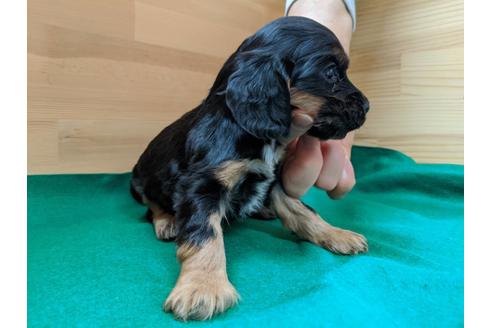 成約済の愛知県のイングリッシュコッカースパニエル-88918の2枚目