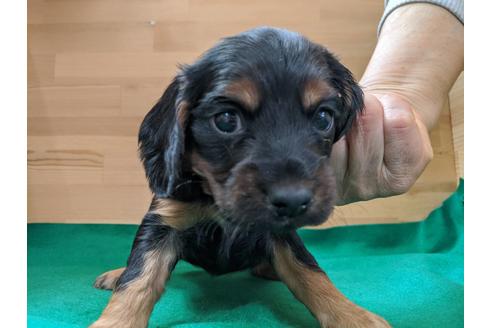 成約済の愛知県のイングリッシュコッカースパニエル-88919