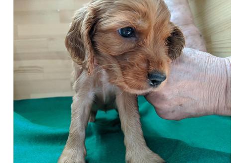 成約済の愛知県のイングリッシュコッカースパニエル-88920