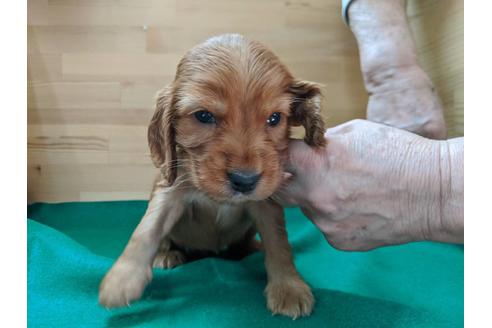 成約済の愛知県のイングリッシュコッカースパニエル-88920の2枚目