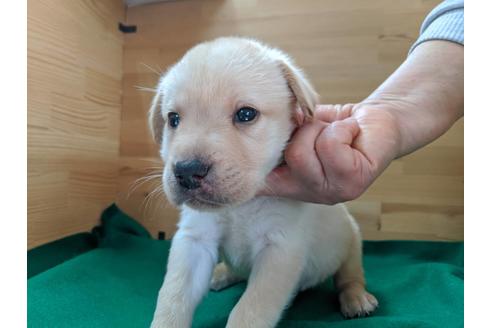 成約済の愛知県のラブラドールレトリーバー-88921