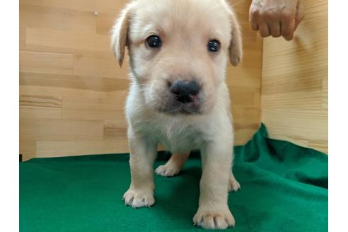 成約済の愛知県のラブラドールレトリーバー-88921の2枚目