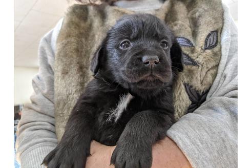 成約済の愛知県のラブラドールレトリーバー-88923の1枚目