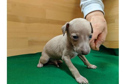 成約済の愛知県のイタリアングレーハウンド(イタグレ)-88924の2枚目