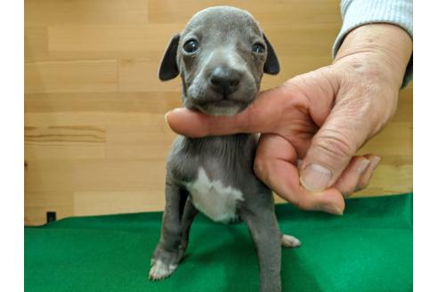 成約済の愛知県のイタリアングレーハウンド(イタグレ)-88925の1枚目
