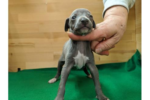 成約済の愛知県のイタリアングレーハウンド(イタグレ)-88925の2枚目