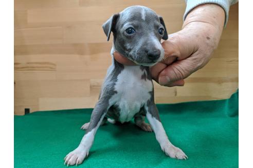 成約済の愛知県のイタリアングレーハウンド(イタグレ)-88927の1枚目