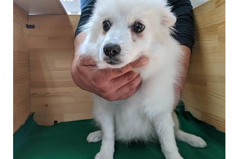 成約済の愛知県の日本スピッツ-88928の1枚目