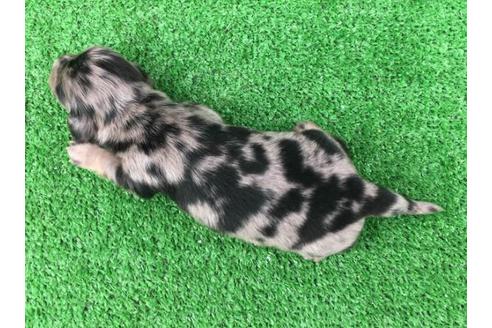 成約済の兵庫県のカニンヘンダックスフンド(ロングヘアード)-88942の9枚目