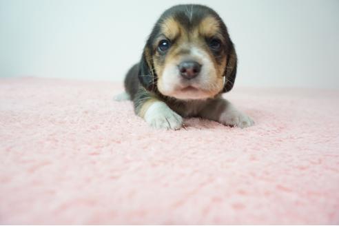 ビーグルの子犬を探す（221ページ目）｜ブリーダーナビ