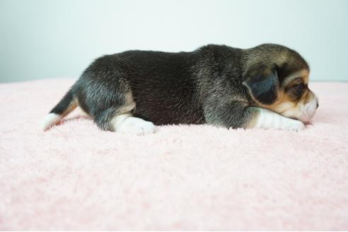 成約済の奈良県のビーグル-88953の4枚目
