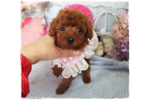 成約済の岡山県のタイニープードル-88755の5枚目