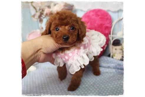 成約済の岡山県のタイニープードル-88755の3枚目