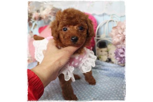 成約済の岡山県のタイニープードル-88755の2枚目