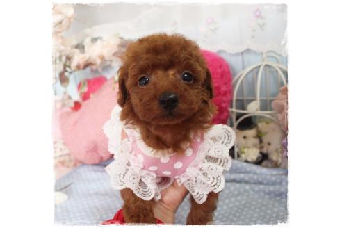 成約済の岡山県のタイニープードル-88755