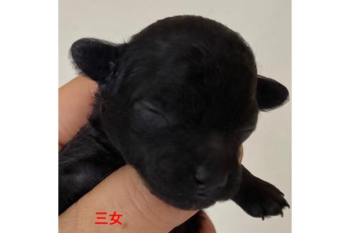成約済の福岡県のタイニープードル-88998の9枚目