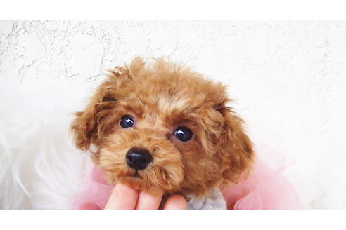 成約済の福岡県のティーカッププードル-84996の5枚目