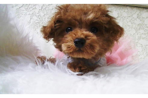 成約済の福岡県のティーカッププードル-84996の4枚目