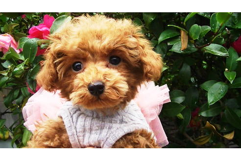 成約済の福岡県のティーカッププードル-84996の3枚目