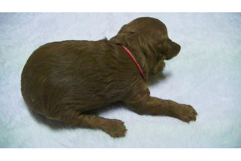 成約済の福岡県のタイニープードル-89014の7枚目