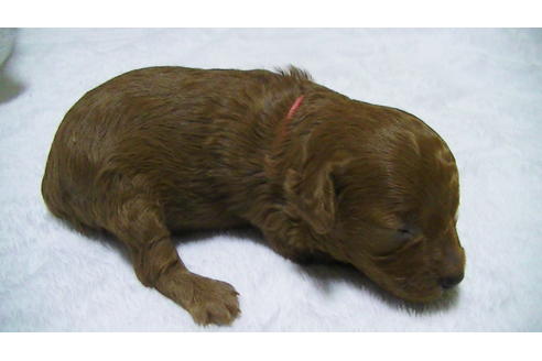 成約済の福岡県のタイニープードル-89014の6枚目