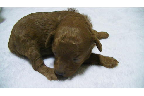 成約済の福岡県のタイニープードル-89014の5枚目