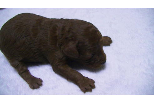 成約済の福岡県のタイニープードル-89016の11枚目