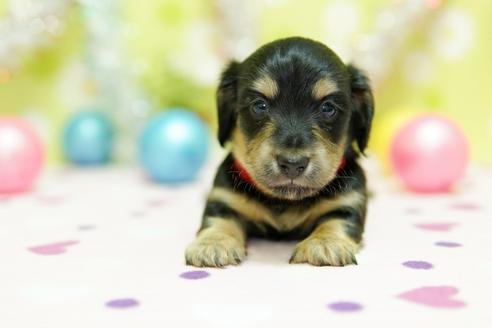 成約済の大分県のミニチュアダックスフンド(ロングヘアード)-89043の10枚目