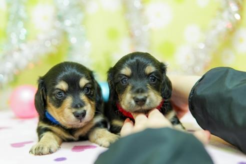 成約済の大分県のミニチュアダックスフンド(ロングヘアード)-89043の9枚目