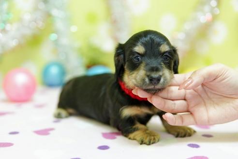 成約済の大分県のミニチュアダックスフンド(ロングヘアード)-89043の8枚目