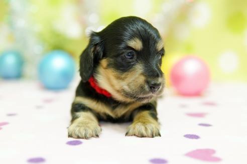 成約済の大分県のミニチュアダックスフンド(ロングヘアード)-89043の7枚目