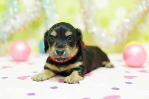 成約済の大分県のミニチュアダックスフンド(ロングヘアード)-89043の6枚目