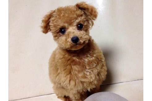 北海道でトイプードルの子犬を探す ブリーダーナビ