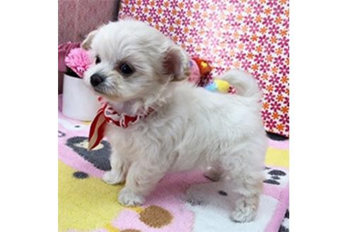 成約済の香川県のミックス犬-88490の2枚目