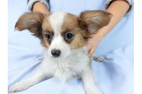 成約済の千葉県のパピヨン-85712の16枚目