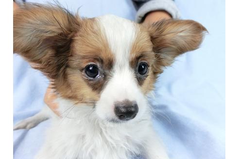 成約済の千葉県のパピヨン-85712の15枚目