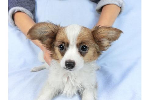 成約済の千葉県のパピヨン-85712の14枚目