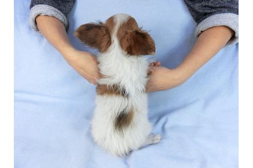 成約済の千葉県のパピヨン-85712の13枚目