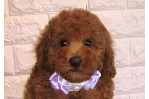 成約済の茨城県のトイプードル-89115の1枚目