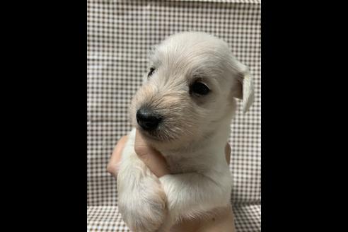 成約済の香川県のミニチュアシュナウザー-89163の3枚目
